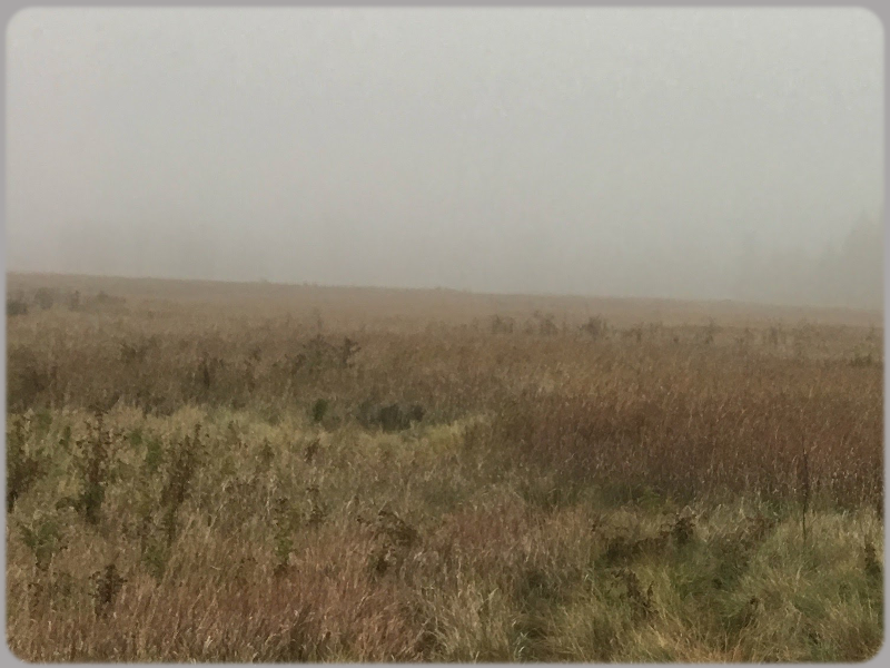 Anxiety Can Feel Like Walking Through A Fog 